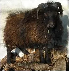 De quelle rgion franaise est originaire cette race ovine ?