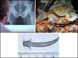 Redout en Amazonie, il russit tous ses examens d'urine !