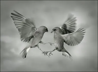 Ce moineau, quel chant !