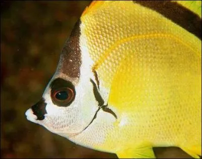 Il butinera dans votre esprit, le poisson ...