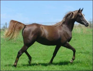 Quel est le nom de cette robe ?