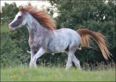 Quel est le nom de cette robe ?