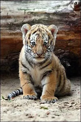 Si vous esprez encore en voir un , sauvage, prenez l'avion pour ...