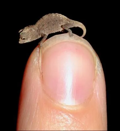 Peut-tre vous tirera-t-il la langue, durant vos vacances ...