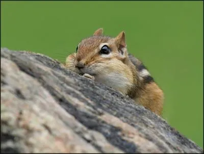 Il nous envahit, ce tamia, mais d'o vient-il ?