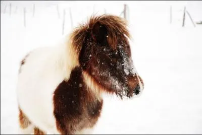 Quelle est la diffrence entre un cheval et un poney ?