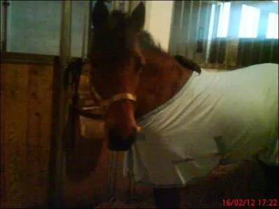 Lorsque je mets la selle ou le filet, je me place...