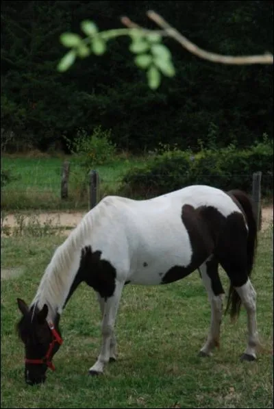 Comment s'appelle la toilette du cheval ?