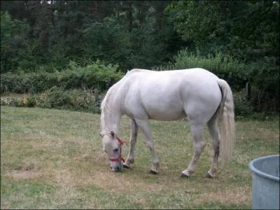 Quelles sont les 3 grandes parties du cheval ?