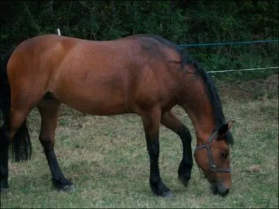 Parmi ces propositions, quelle robe est la plus fonce ?