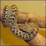 Quelle est la bonne orthographe ?