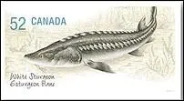 Quel est ce poisson visible sur ce timbre du Canada ?