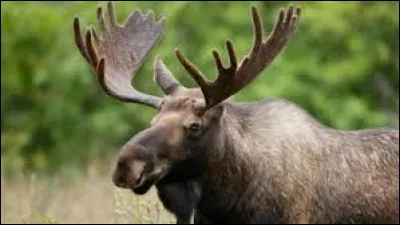 ''Mon mari a callé l'orignal à côté de la bolle ! ''