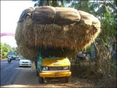 ''T'as encore la tête comme un voyage de foin ! ''