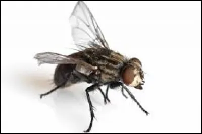 ''C'est pas mon fils qui a mis les pattes aux mouches ! ''