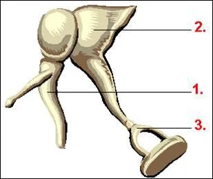 Sant. Comment se nomme l'osselet de l'oreille qui porte le N2 ? Le 1, c'est le marteau, le 3, c'est l'trier.