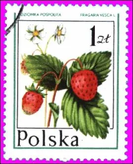 Quel est ce fruit rouge du genre Fragaria et de la famille des Rosaceae visible sur ce timbre de Pologne ?