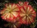 Qu'est ce qu'une drosera ?