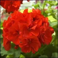 Quelle est cette fleur ?