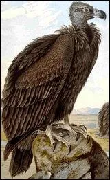 Quel est ce rapace ?