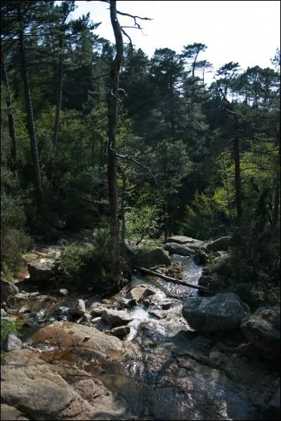 Toujours aussi beau : un aperu de la fort de l'Ospedale. Mais o se situe-t-elle ?