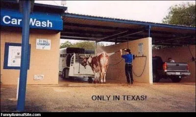 Cette vache prte beaucoup d'attention  sa toilette, son anctre se nommait :
