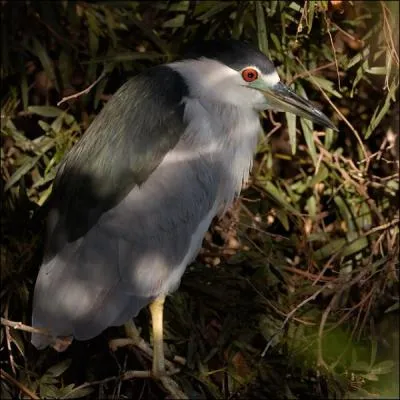 Cet oiseau peut tre argent, blanc, bihoreau !