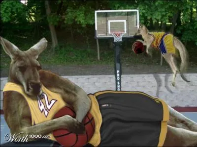 Maman kangourou a une particularit !