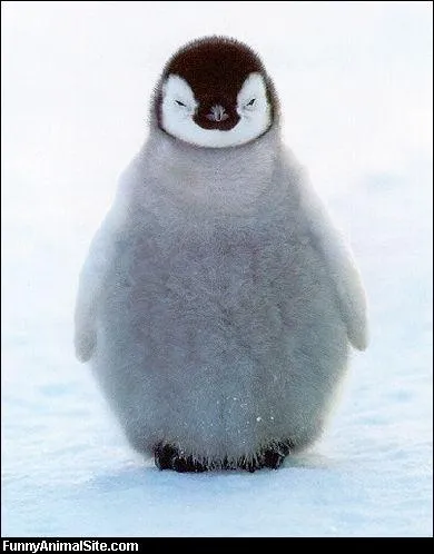 A quoi vous fait penser cette chose bizarre ?