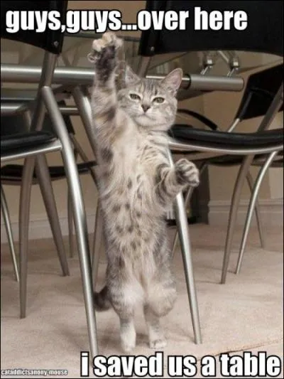 Quelle expression avec le mot chat souligne une faon d'agir imprudente ?