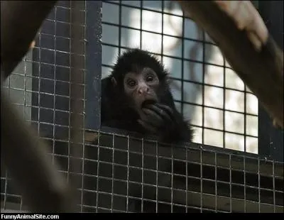 On trouve ce singe en Amrique du Sud !