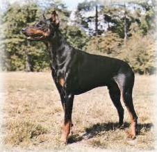Quiz Races de chiens