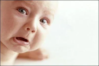 Quel chien déclenche plus de larmes que de rires ?