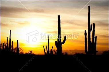 Quel est le chien le plus idiot de l'Ouest ?