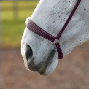 Cette muserolle est utilisée sur des chevaux qui ouvrent la bouche latéralement. La courroie inférieure passe sous le mors. C'est...