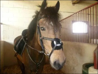 Cette muserolle empêche le cheval de bouger ses maxillaires latéralement. C'est la muserolle :