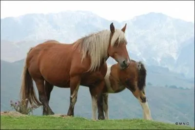 Et l'avant-main a pour rôle d'être :