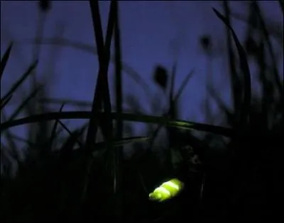 Elle claire Peter Pan de ses conseils aviss ... et intresss !