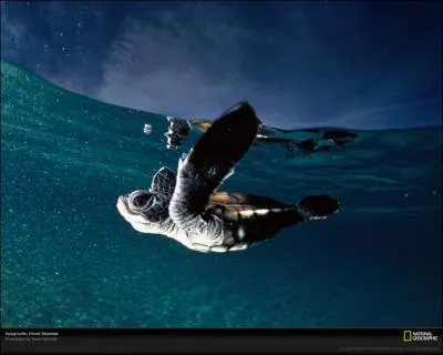 Il n'a rien contre la Joconde, mais il prfre la pizza !