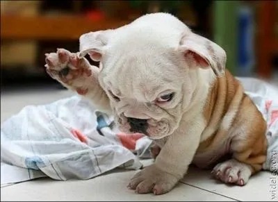 Brsilien, rappeur et chanteur !