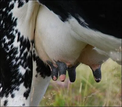 Combien de pis la vache possde-t-elle ?