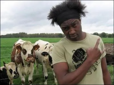 D'aprs Kamini, quel est le pourcentage de vaches  Marly-Gomont ?