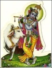 O la vache est-elle sacre ?