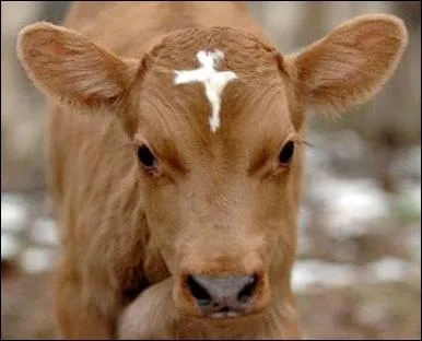 Comment appelle-t-on le petit de la vache ?