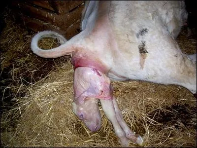 Lorsque la vache met bas son petit, on dit qu'elle...