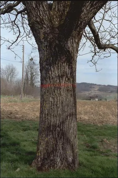 Quel type d' corce est - ce ?