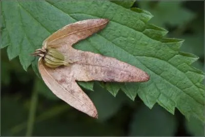 Quel type de graine est - ce ?