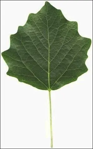 Quel type de feuille est - ce ?