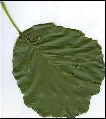 Quel type de feuille est - ce ?