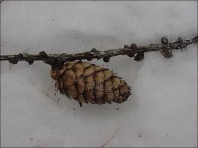 Quel est le type de pomme de pin ?